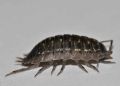 Porcellio pumicatus